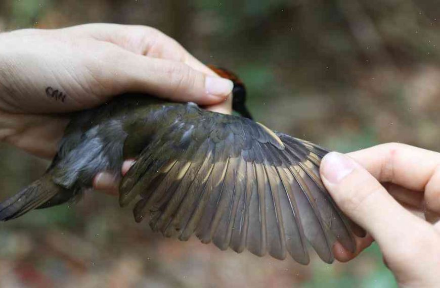 Birds are shrinking and scientists don’t know why