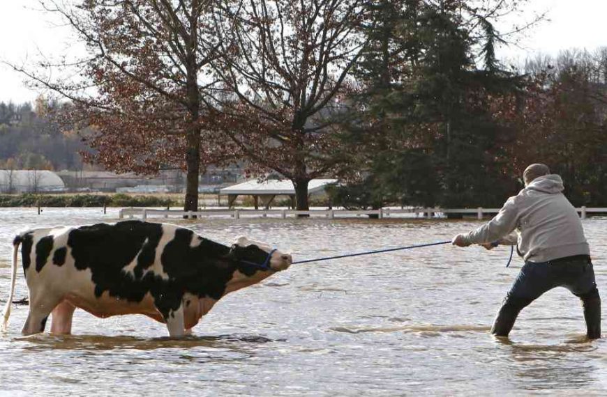 Canadian ranchers saved hundreds of cows from flooded lakes