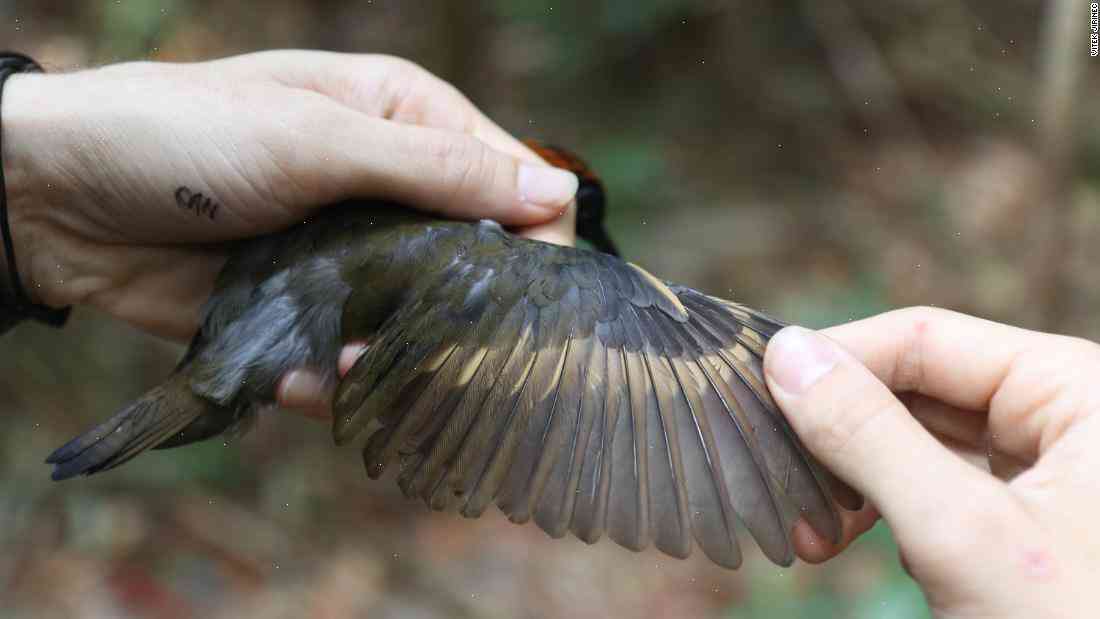 Birds are shrinking and scientists don’t know why