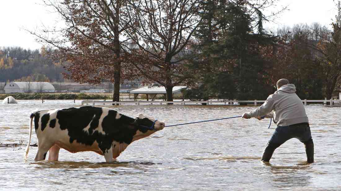 Canadian ranchers saved hundreds of cows from flooded lakes