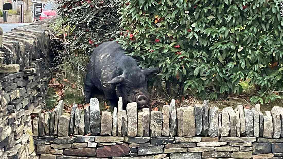 Another hiker is hit by a pack of wild hogs roaming the woods of Virginia